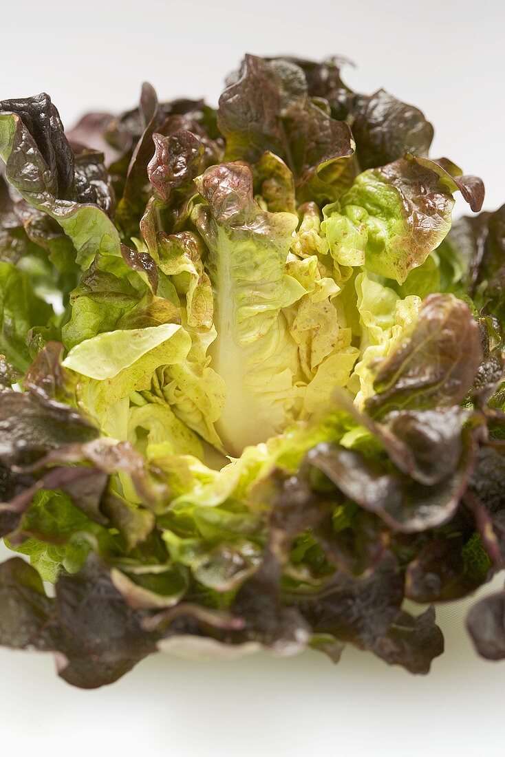 Oak leaf lettuce