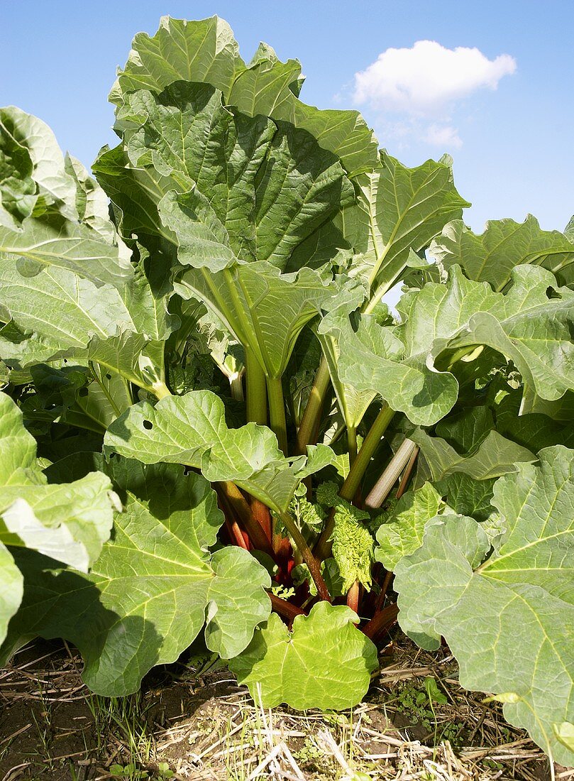 Rhubarb plant in the field