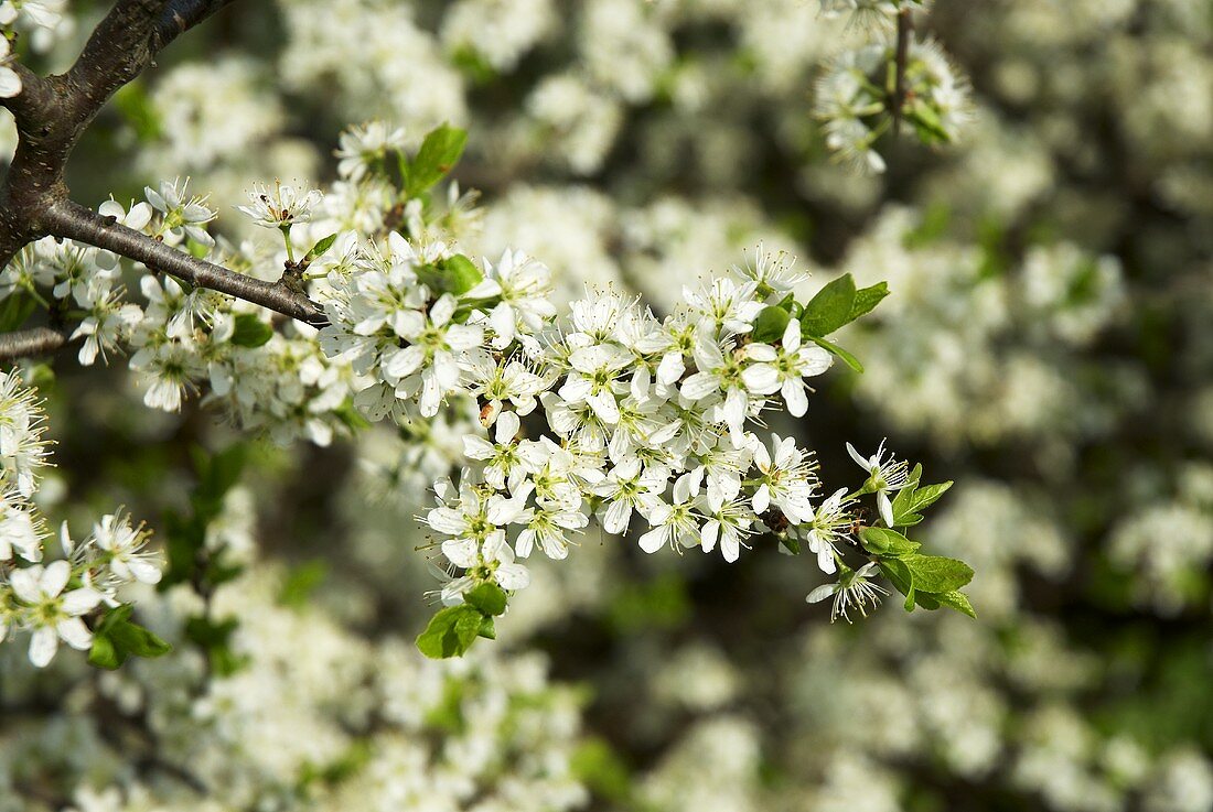 Schlehenblüten