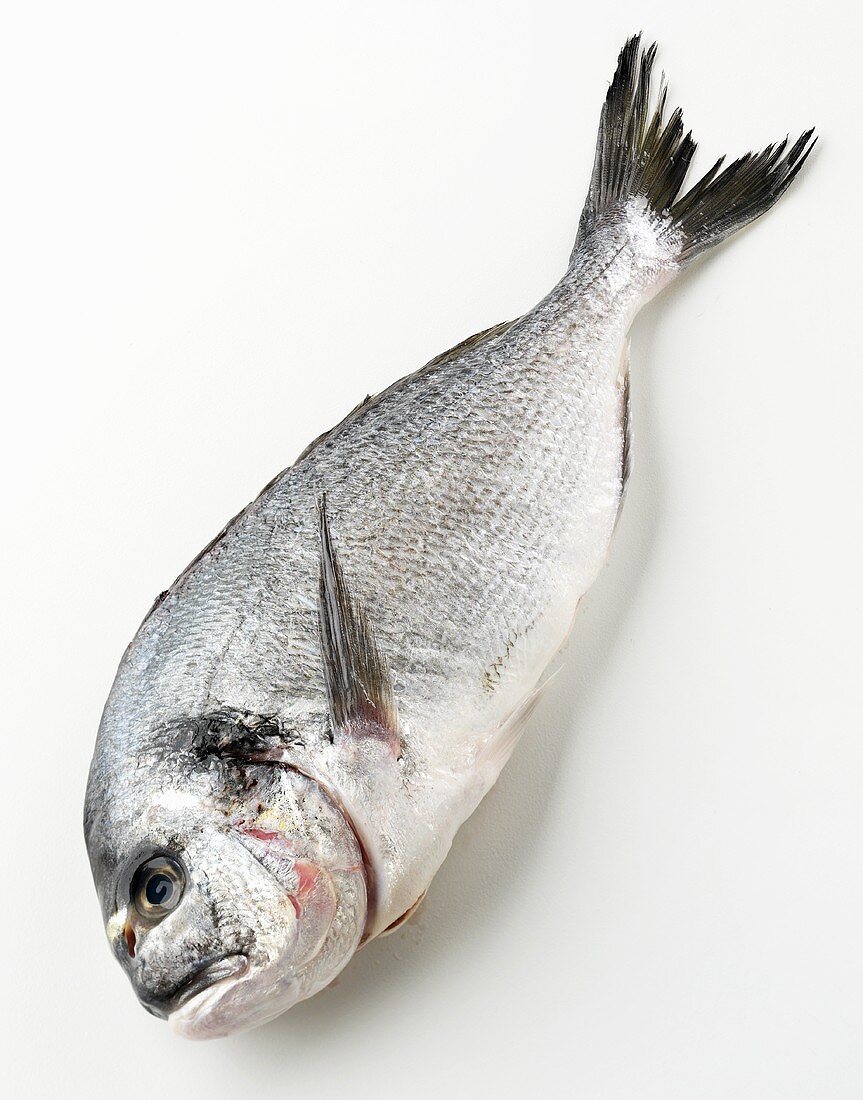 Fresh sea bream