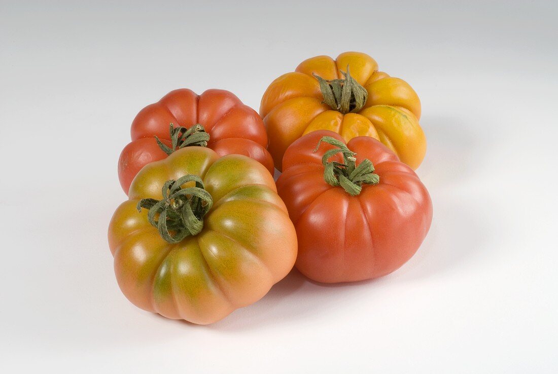 Four tomatoes, variety 'Costaluta'