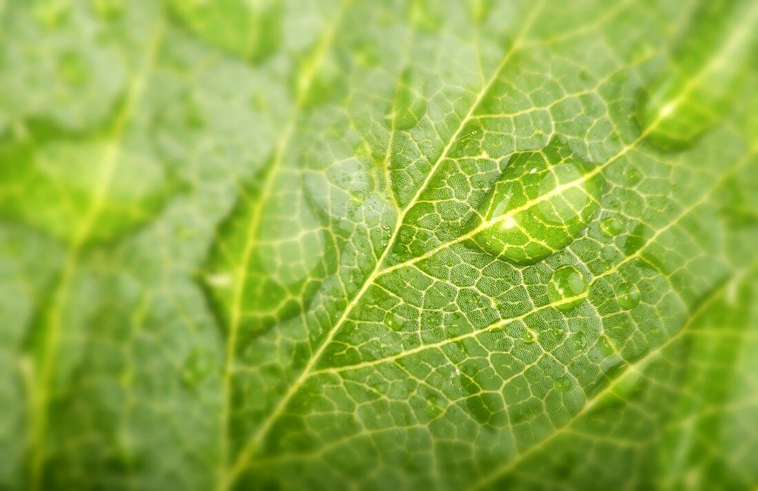 Strawberry leaf with drops of water (close-up)