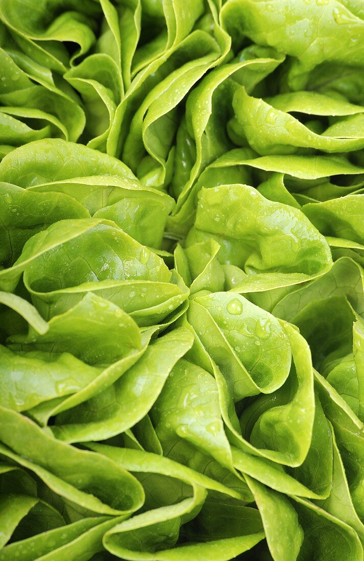 Lettuce with drops of water (close-up)