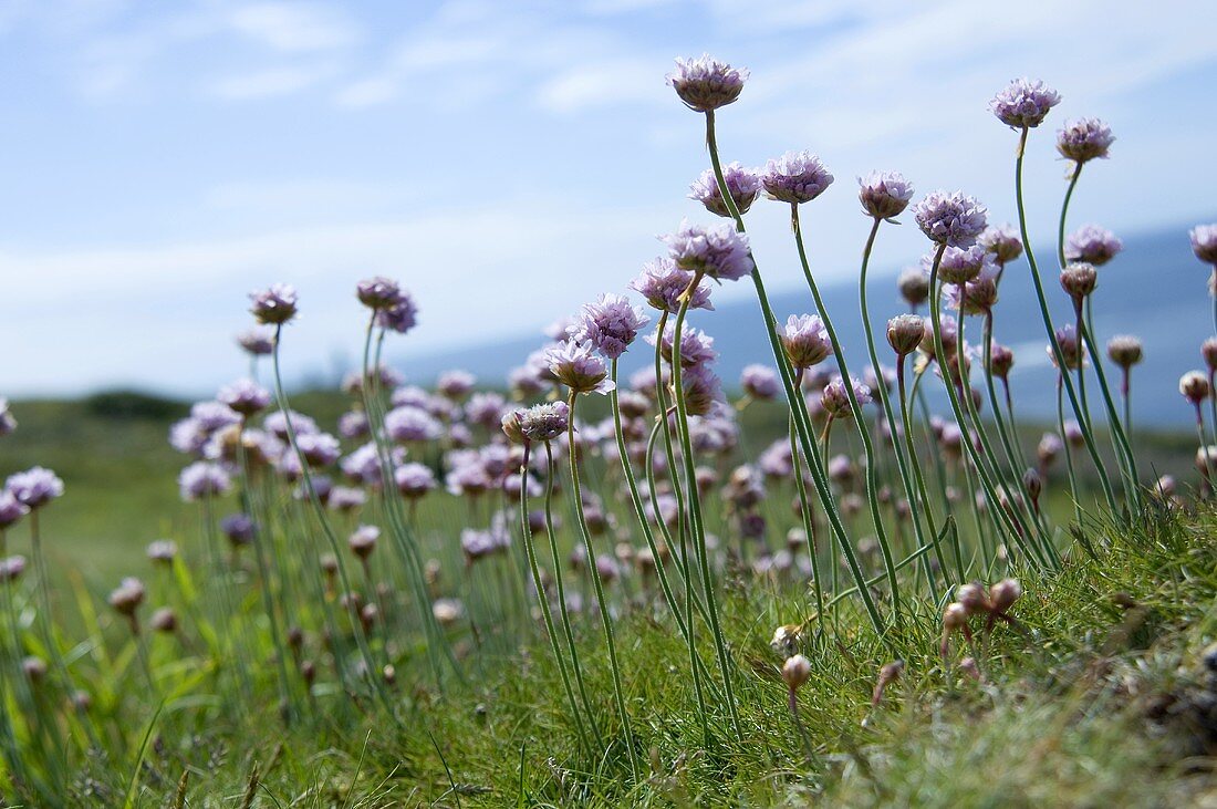 Sea pinks in grass