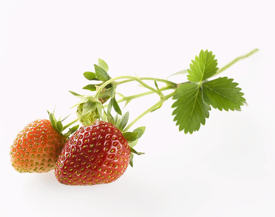 Erdbeeren mit Blatt