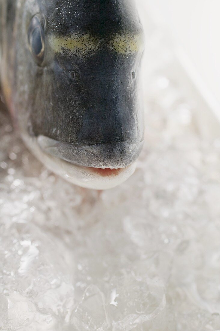 Head of a sea bream on crushed ice