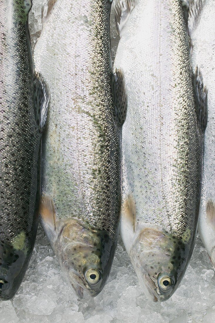 Several fresh trout on crushed ice