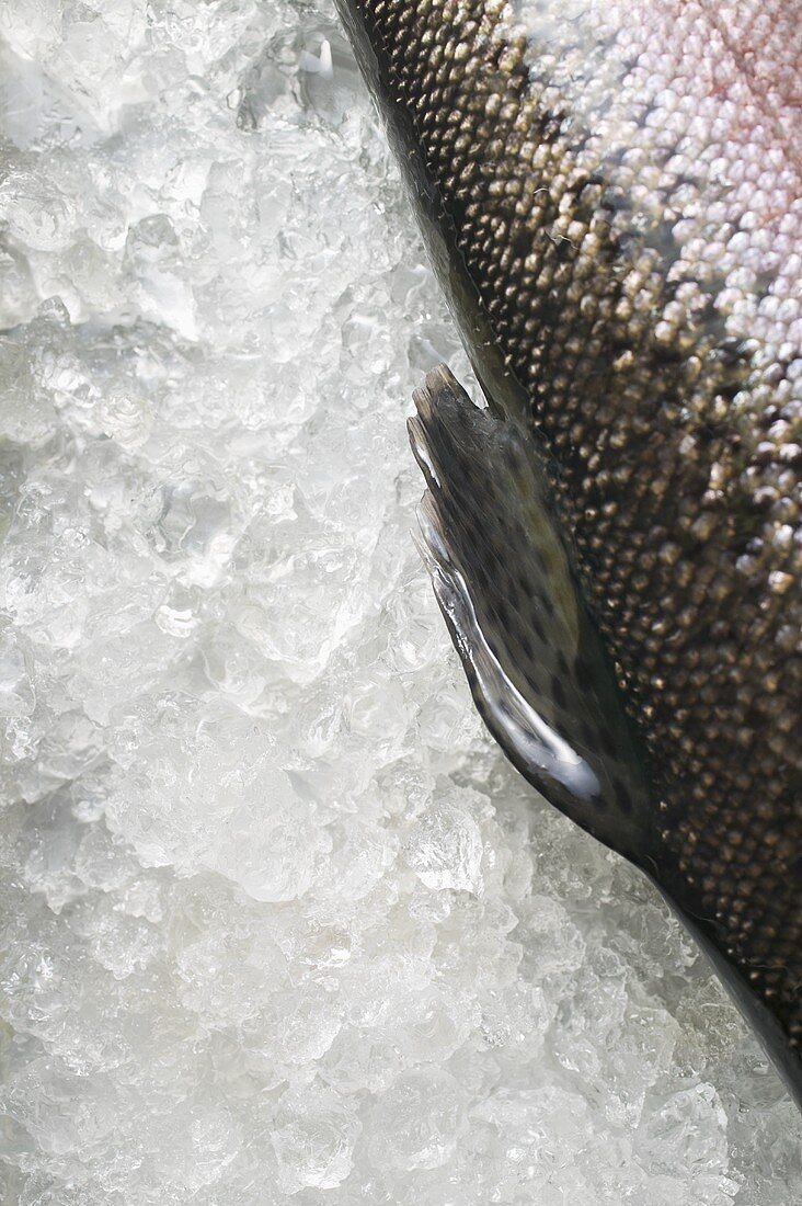 Dorsal fin of a trout (close-up)