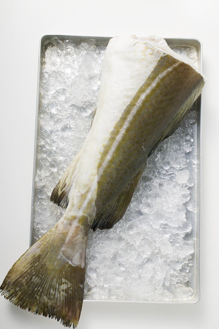 Fresh cod (tail) on ice