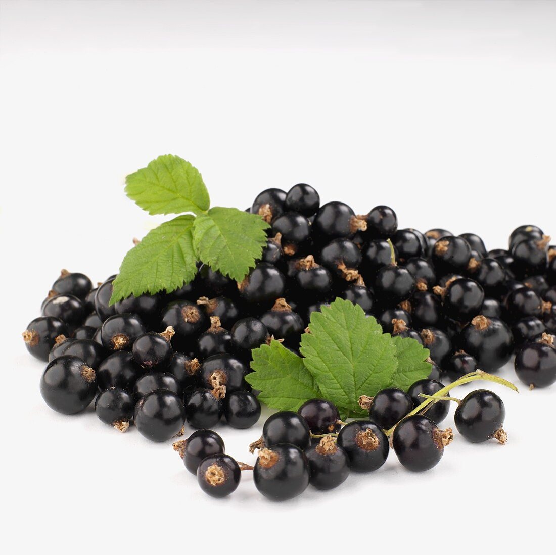 Schwarze Johannisbeeren mit Blättern