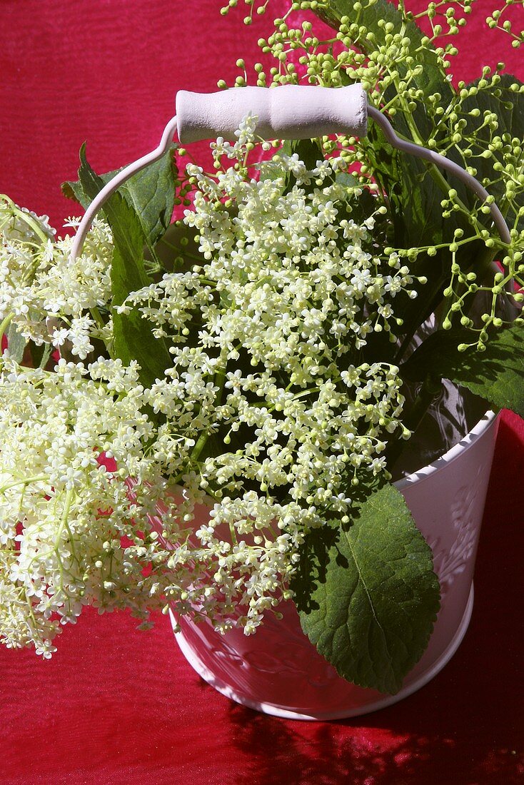 Sprigs of elderflowers in pink metal bucket from above