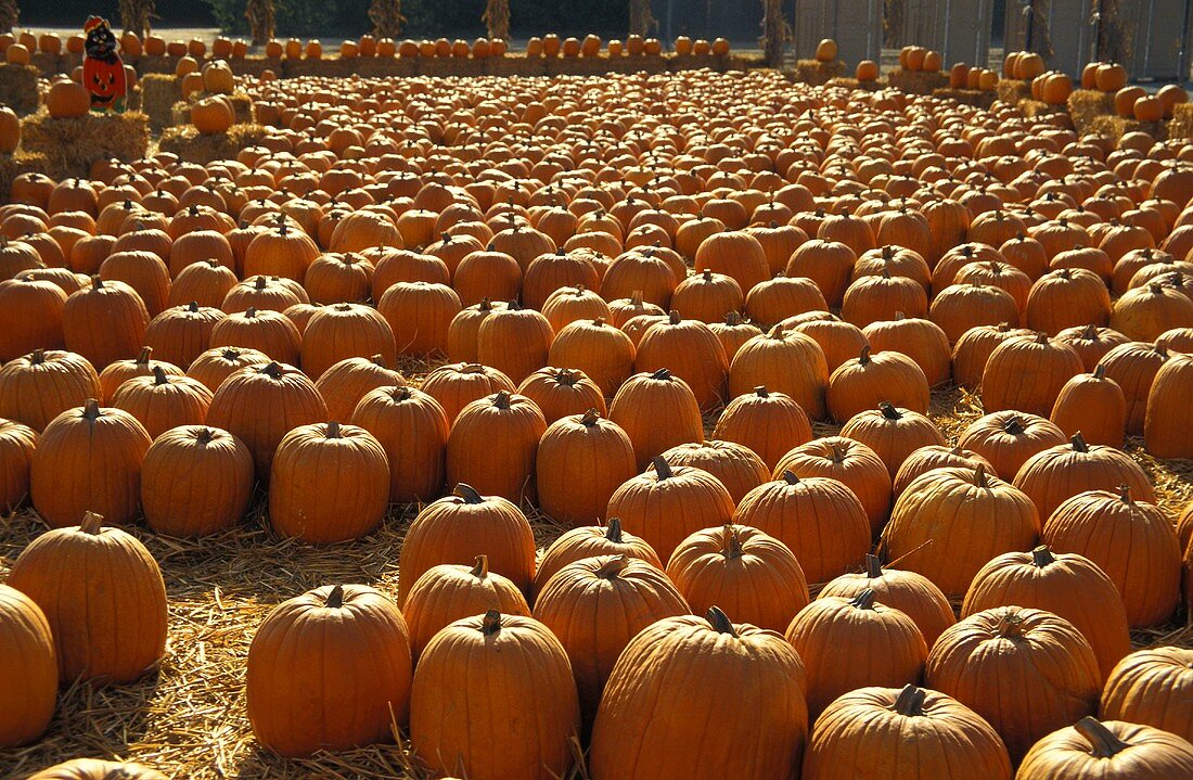 Orangefarbene Kürbisse auf einer Farm (USA)