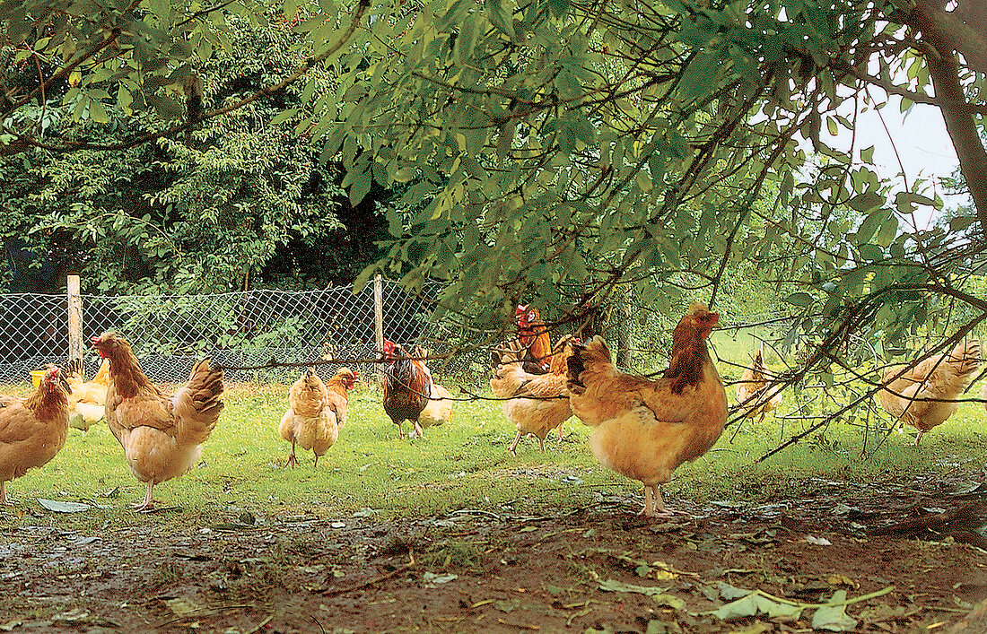 freilaufende Hühner, Wiese neben dem Forstamt