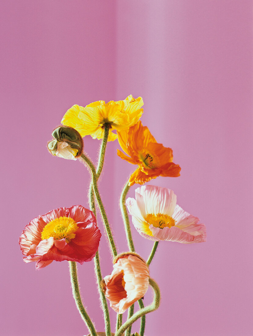 Close-up of colourful Iceland poppies against pink wall