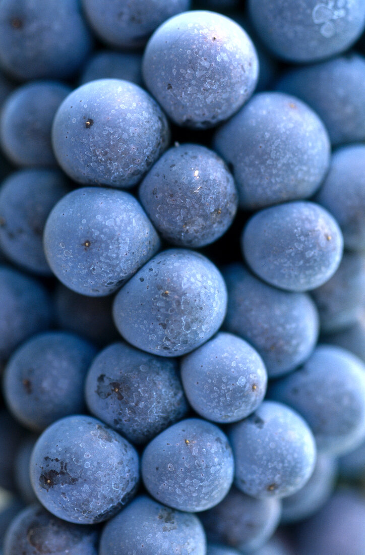 Dunkle Weintrauben, Rebsorte "Blauer Portugieser", Nahaufnahme