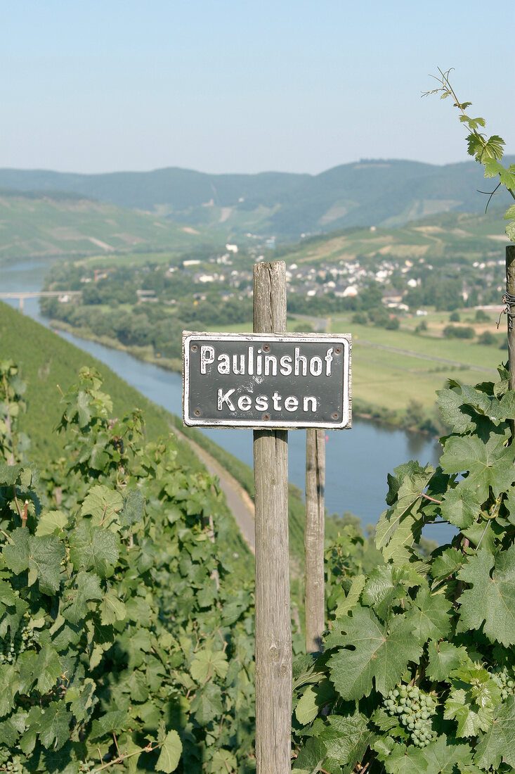 Paulinshof Weingut in Kesten Rheinland-Pfalz Rheinland Pfalz