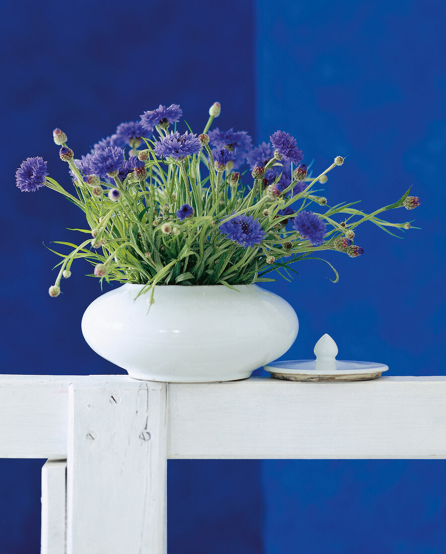 Close-up of purple cornflower in white oval vase