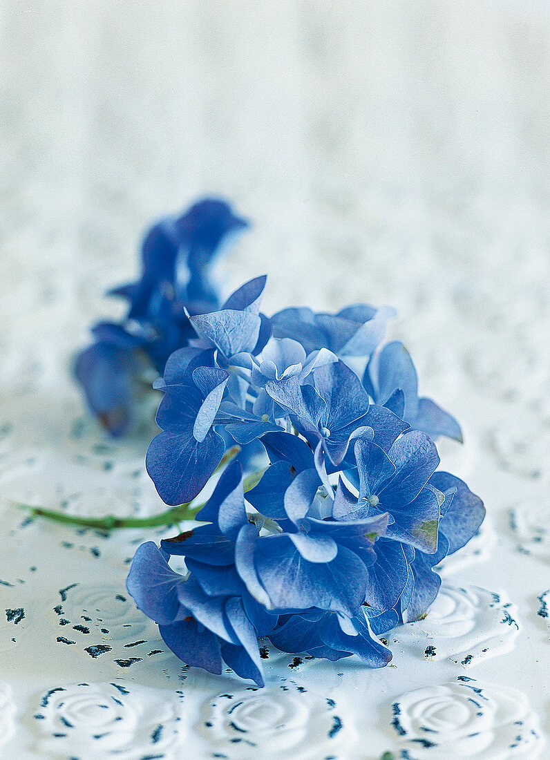 Close-up of blue hydrangeas on white rose embossing