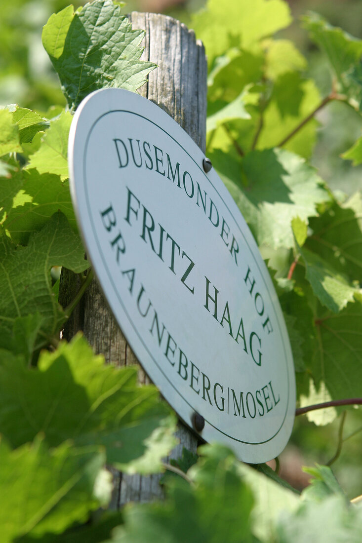 Fritz Haag Weingut in Brauneberg Rheinland-Pfalz Rheinland Pfalz