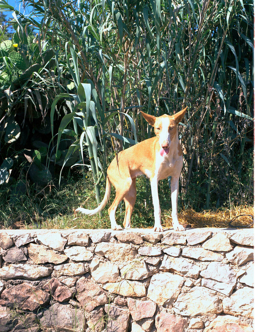 Jagdhund auf Steinmauer, stehend mit Pflanzen im Hintergrund