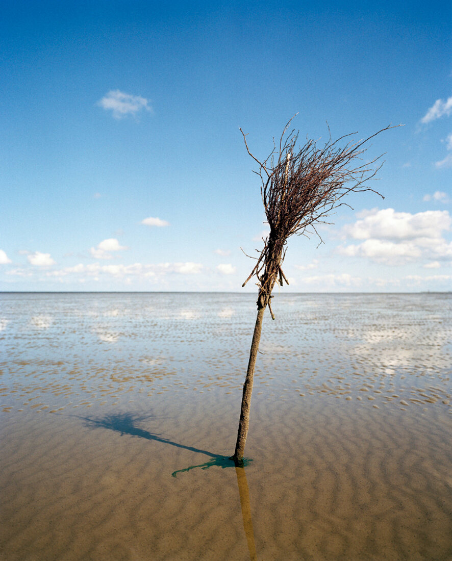 Pfähle mit Reisigzweigen markieren Weg für Krabbenfischer, Nordsee