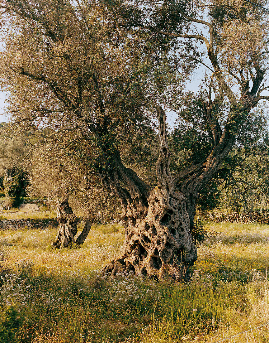 Olive tree in Ibiza, Balearic Islands, Spain