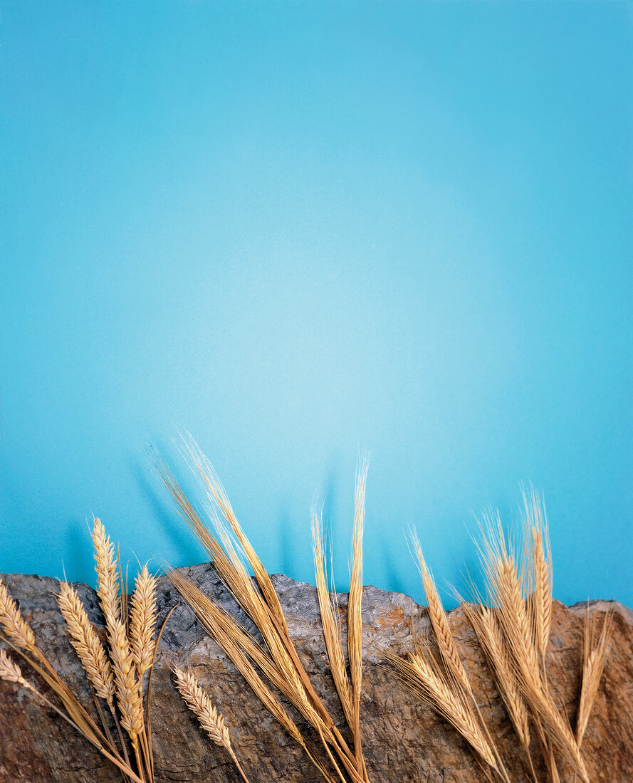 Corn, rye and barley on blue background