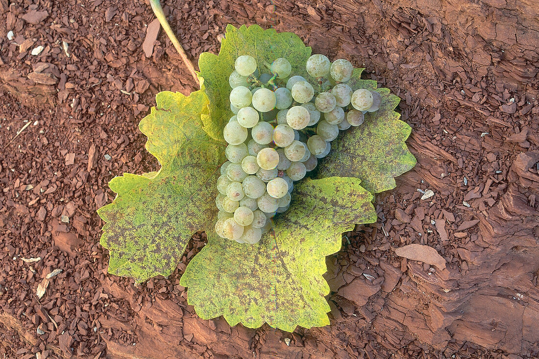 Close-up of vine on leaf