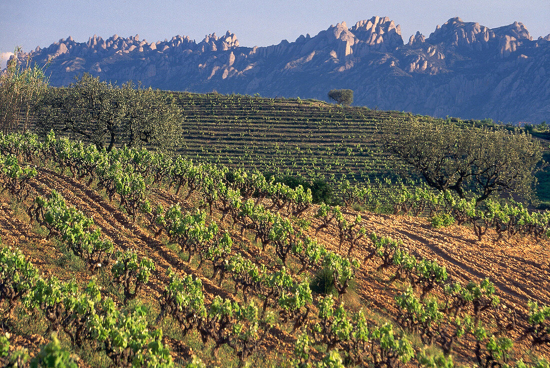 Weinstöcke am Fuße des Montserrat Gebirges in Katalonien