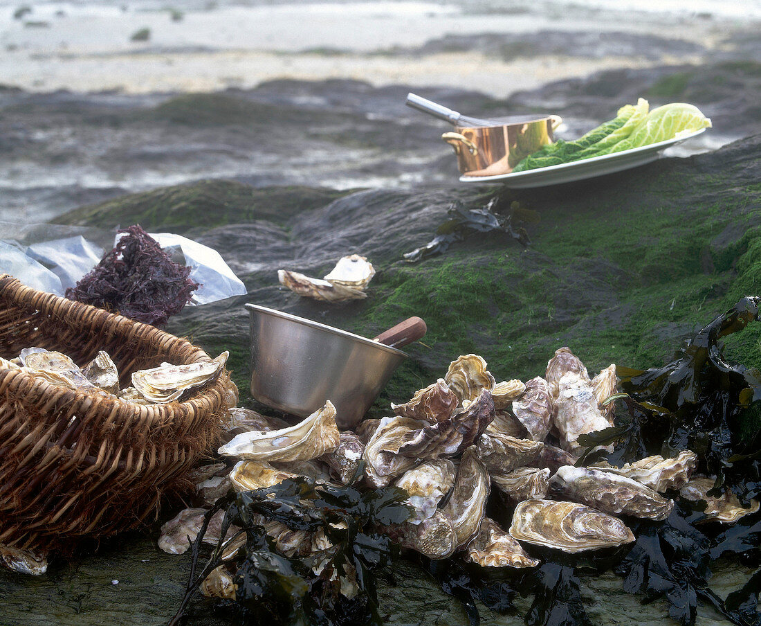 Breton oysters by the sea