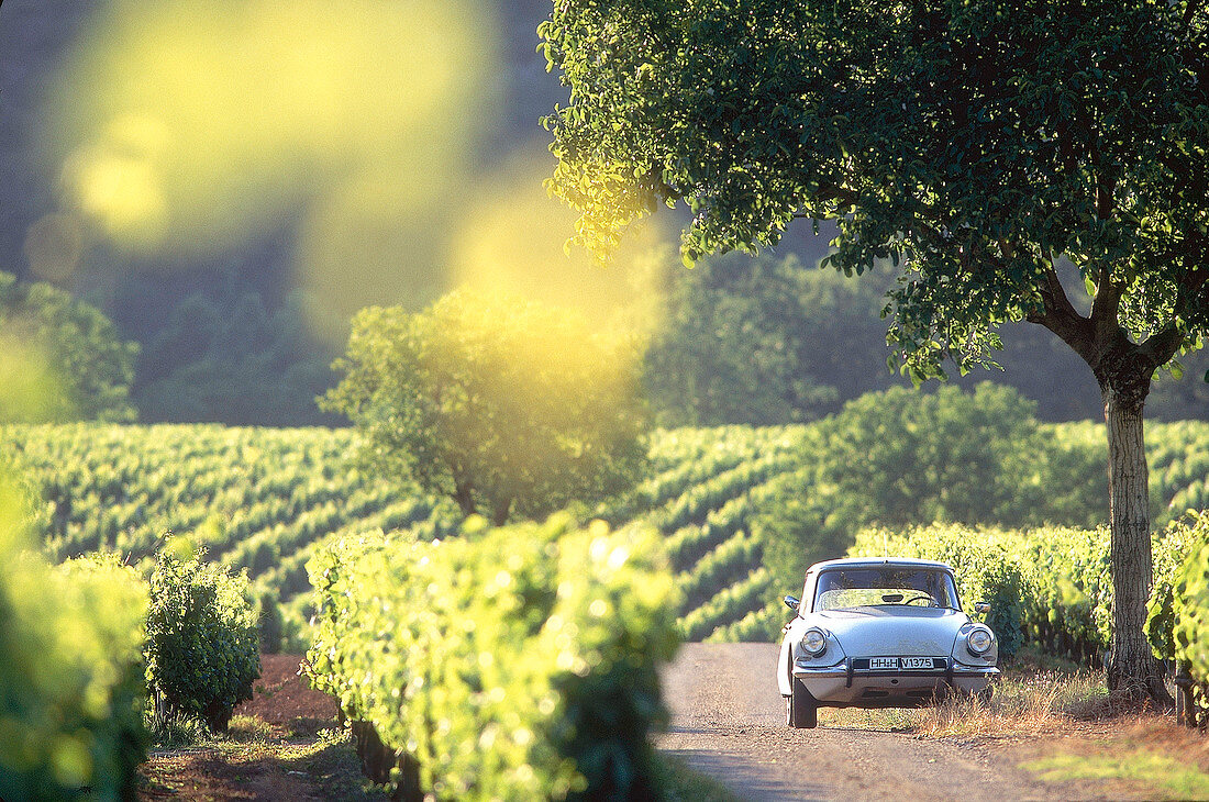 Ein Citroen parkt auf einer Straße im Weinanbaugebiet bei Cahors