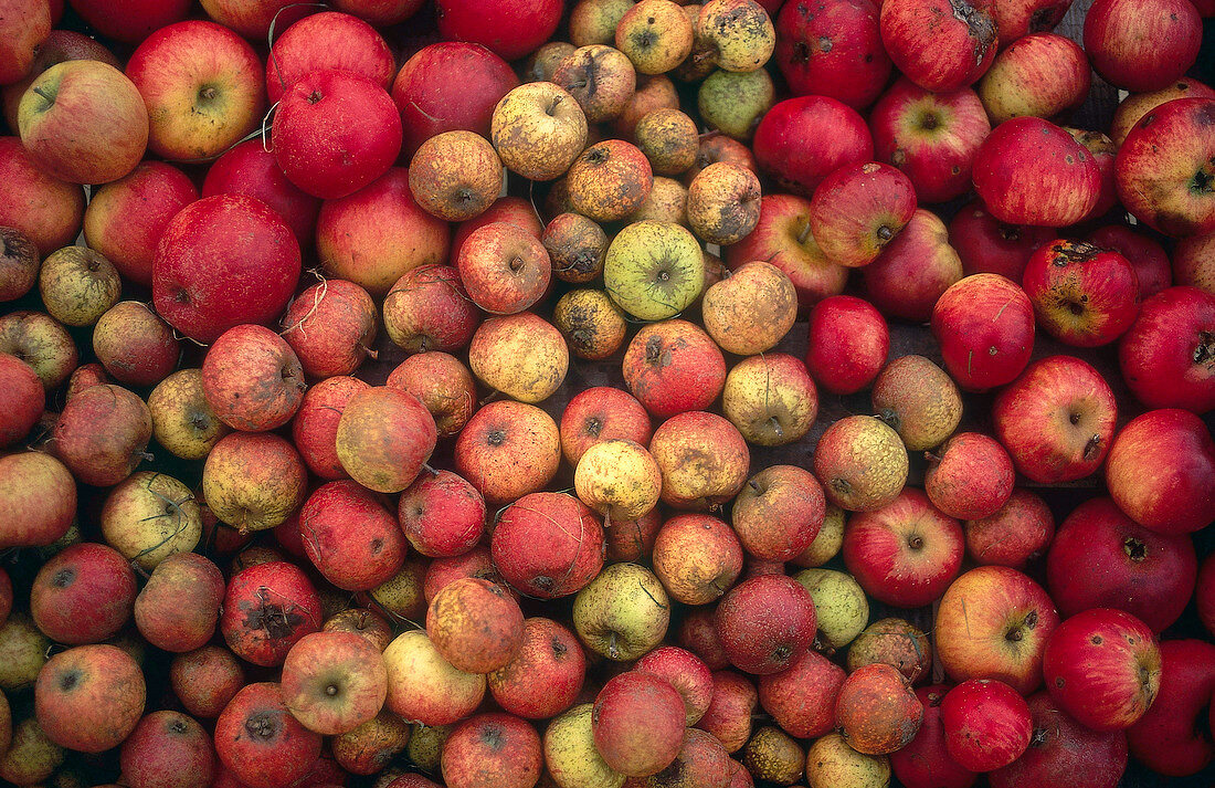 Sweet and sour apples from Normandy