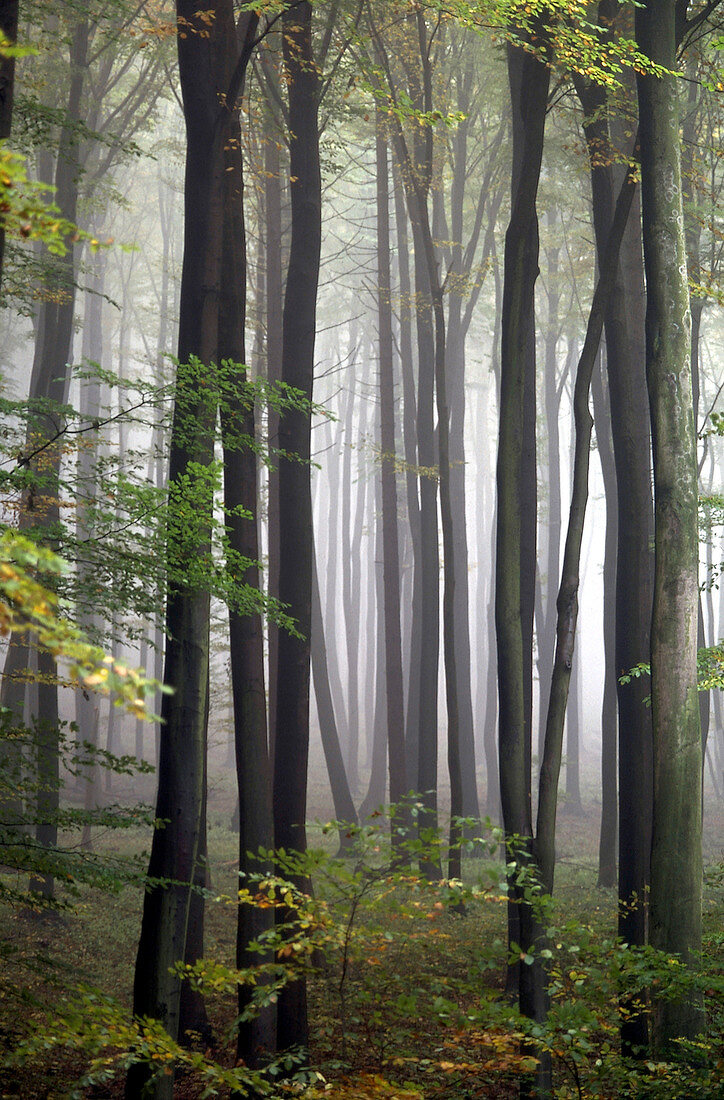Schlanke Bäume im Wienerwald mit herbstlicher Färbung