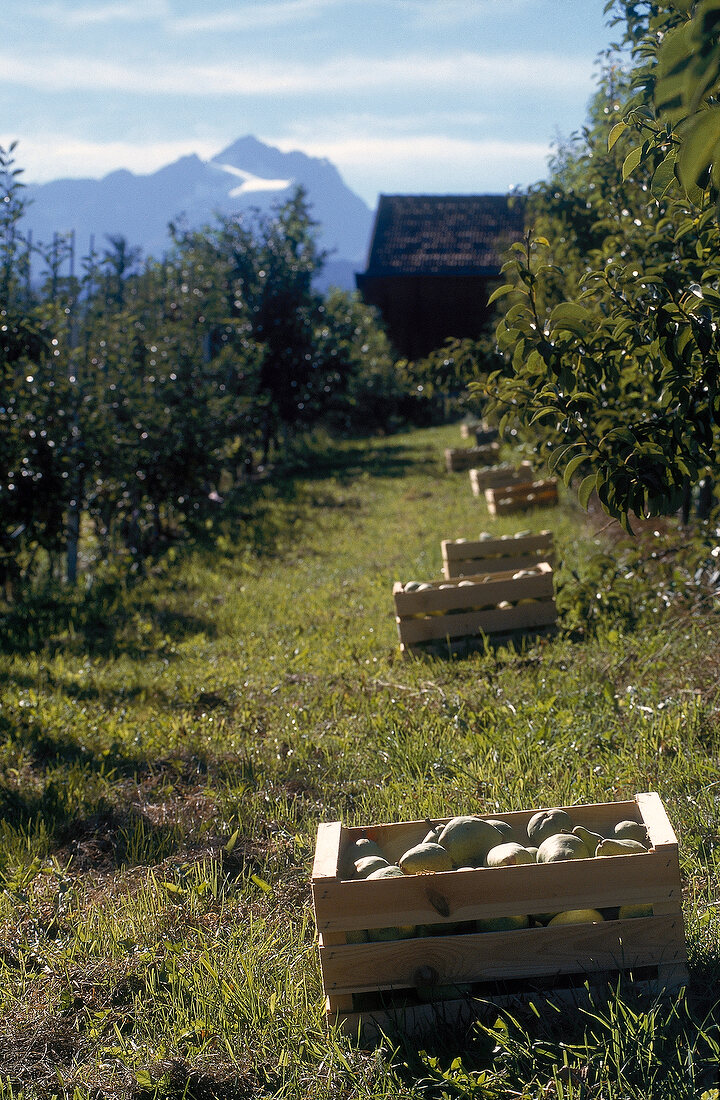 Birnenernte in Österreich 