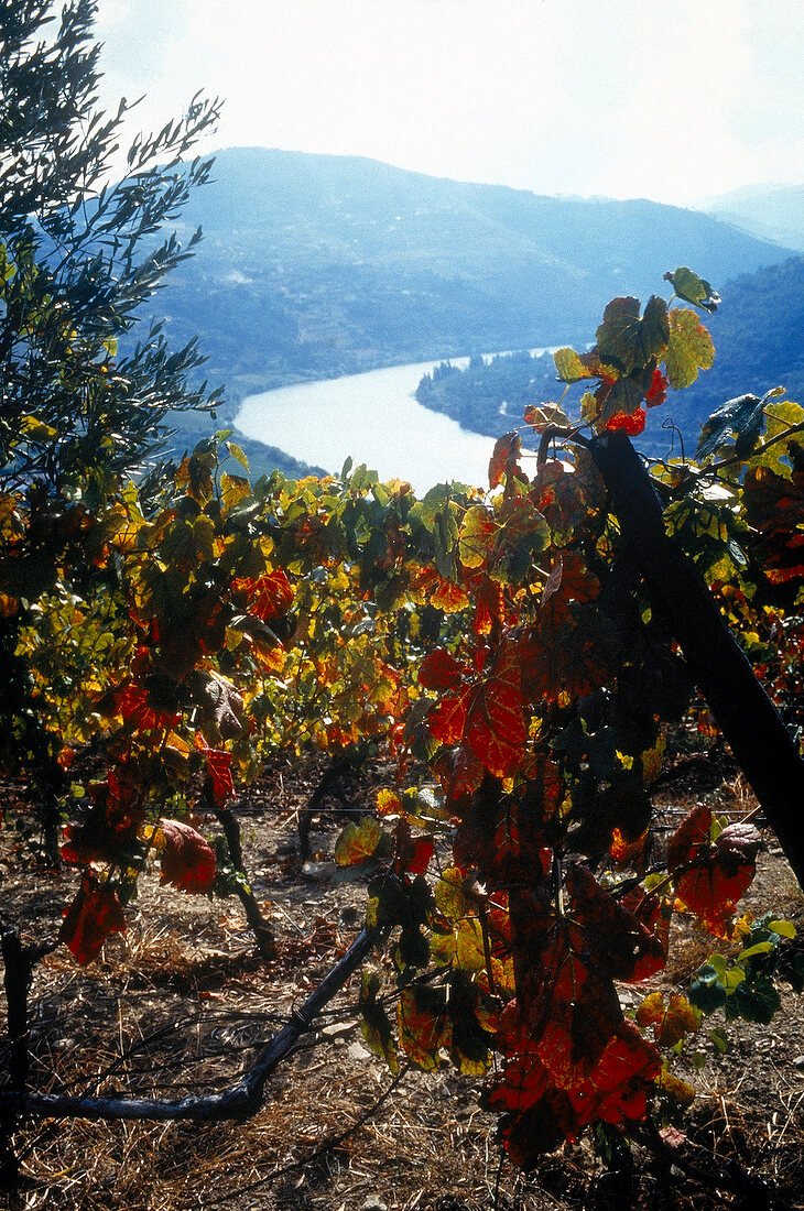 Blick zwischen Weinstöcken hindurch auf den Fluss Douro in Portugal