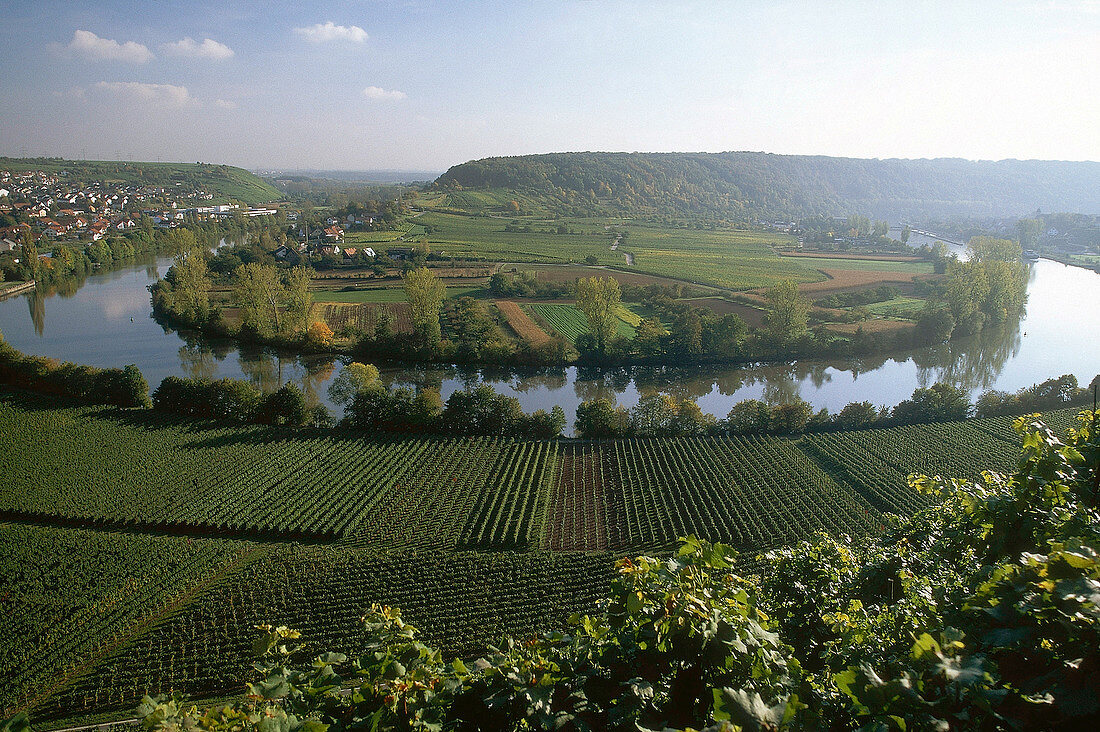 Rebstöcke am Neckar bei Mundelsheim 