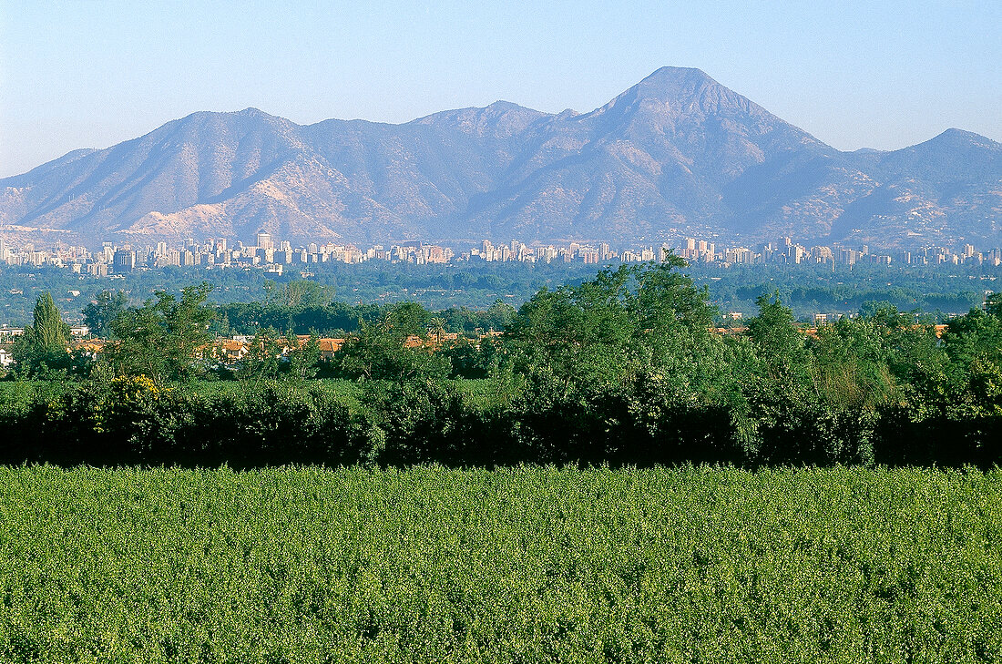 View of vineyard near Santiago, Chile