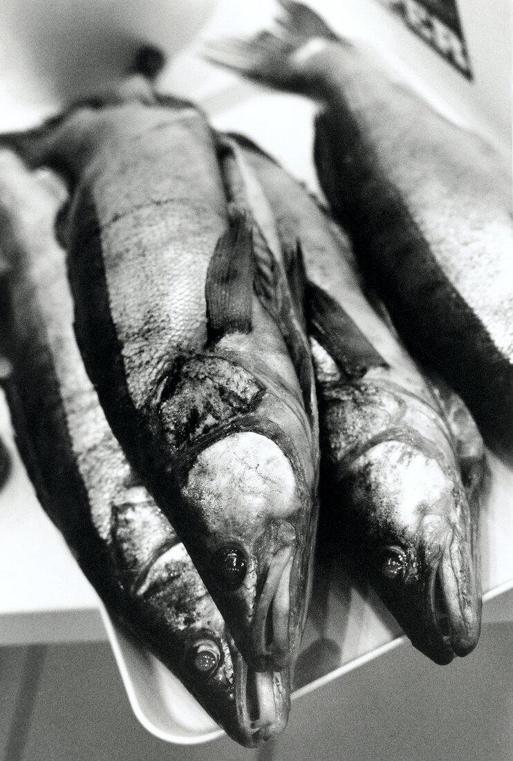 Close-up of four raw zander on tray