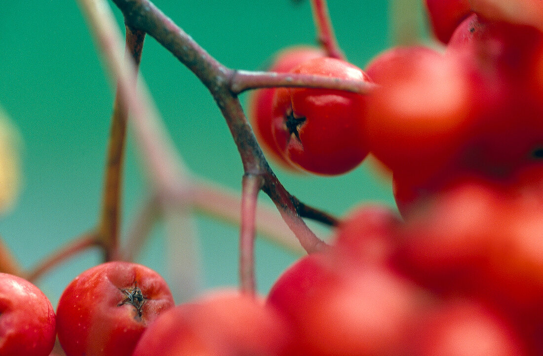 Close-up of branch with berries