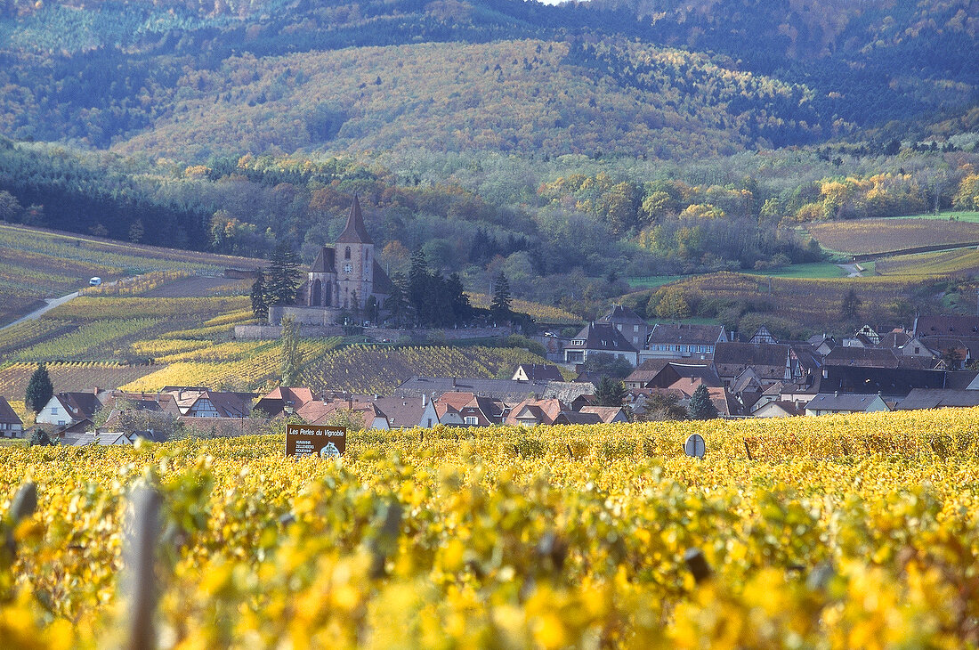 View of beautiful landscape with village Ribeauville in Alsace, France