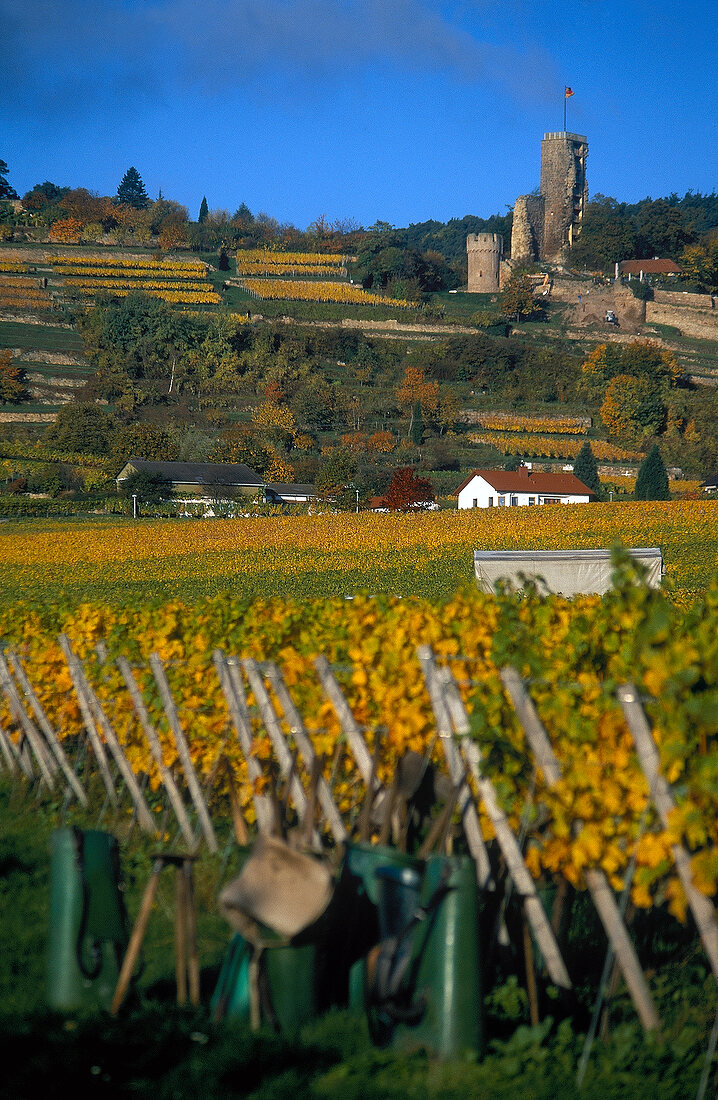 Weinberge in der Pfalz 