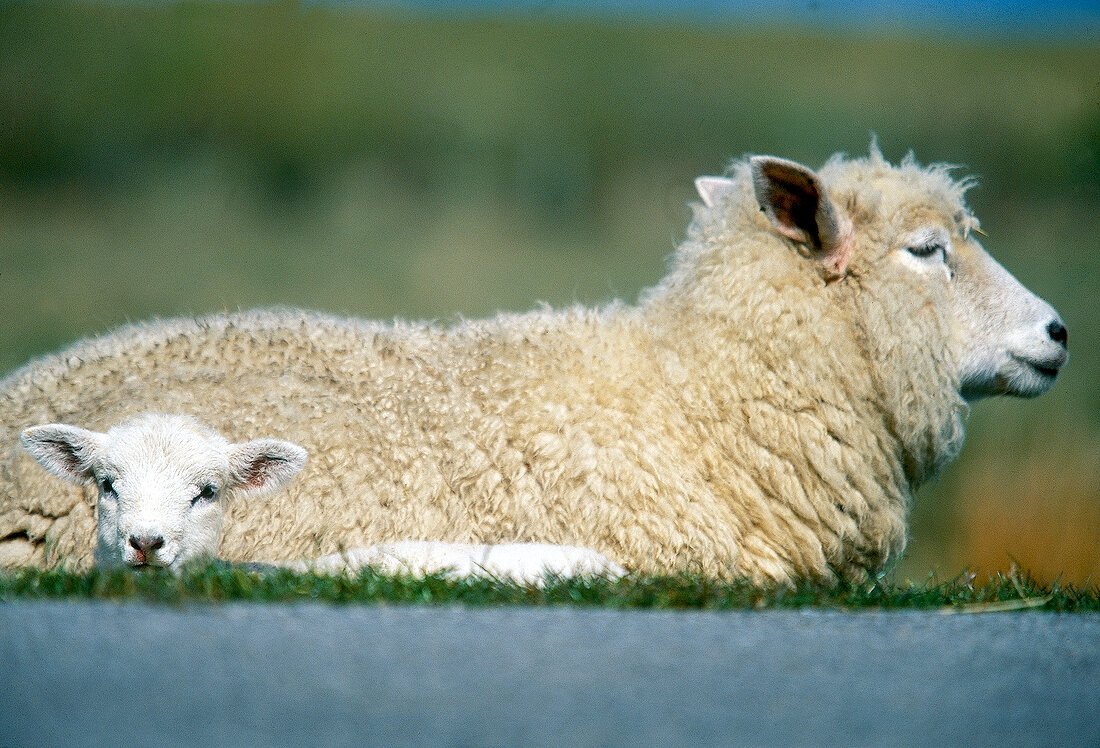 Schaf mit Lamm auf der Wiese 