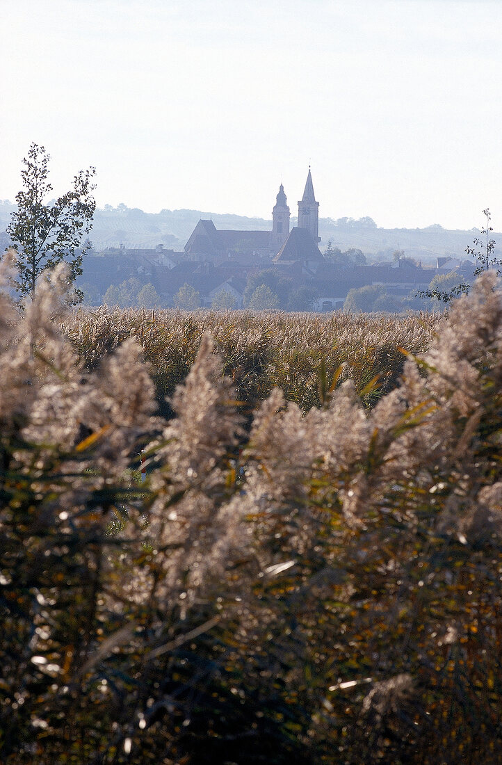 Rebgärten beim Dorf Rust, mit Kirche im Hintergrund