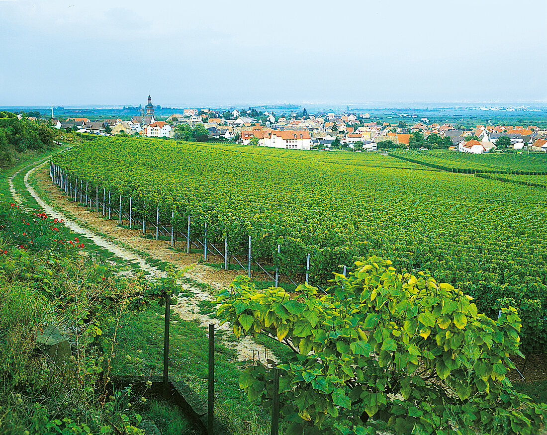 Weingut an der Deutschen Weinstraße in der Pfalz