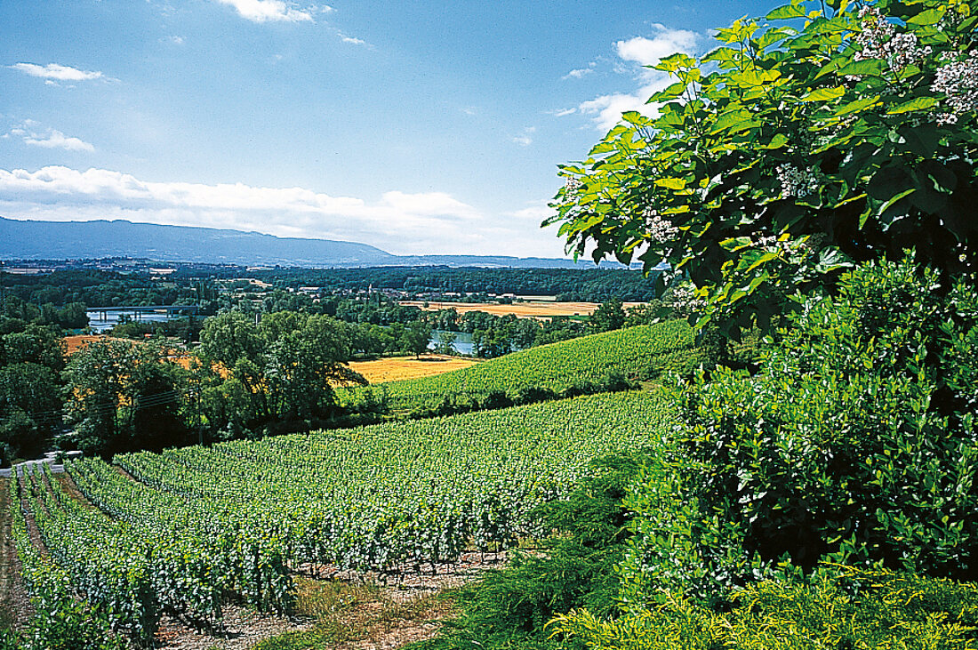 Panoramablick über das Rhone-Tal bei Peney-Dessus am Genfer See
