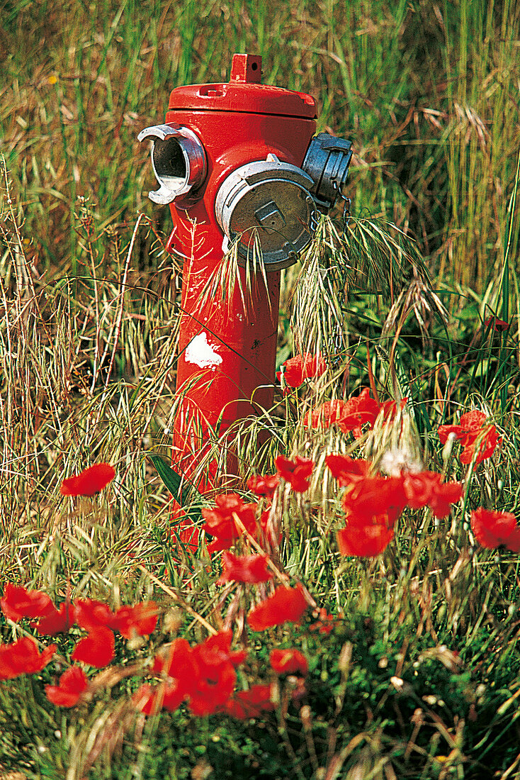 Mohnwiese mit rotem Hydranten 