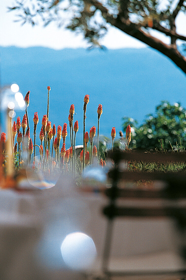 Rot blühende mediterrane Pflanzen auf einer Terrasse