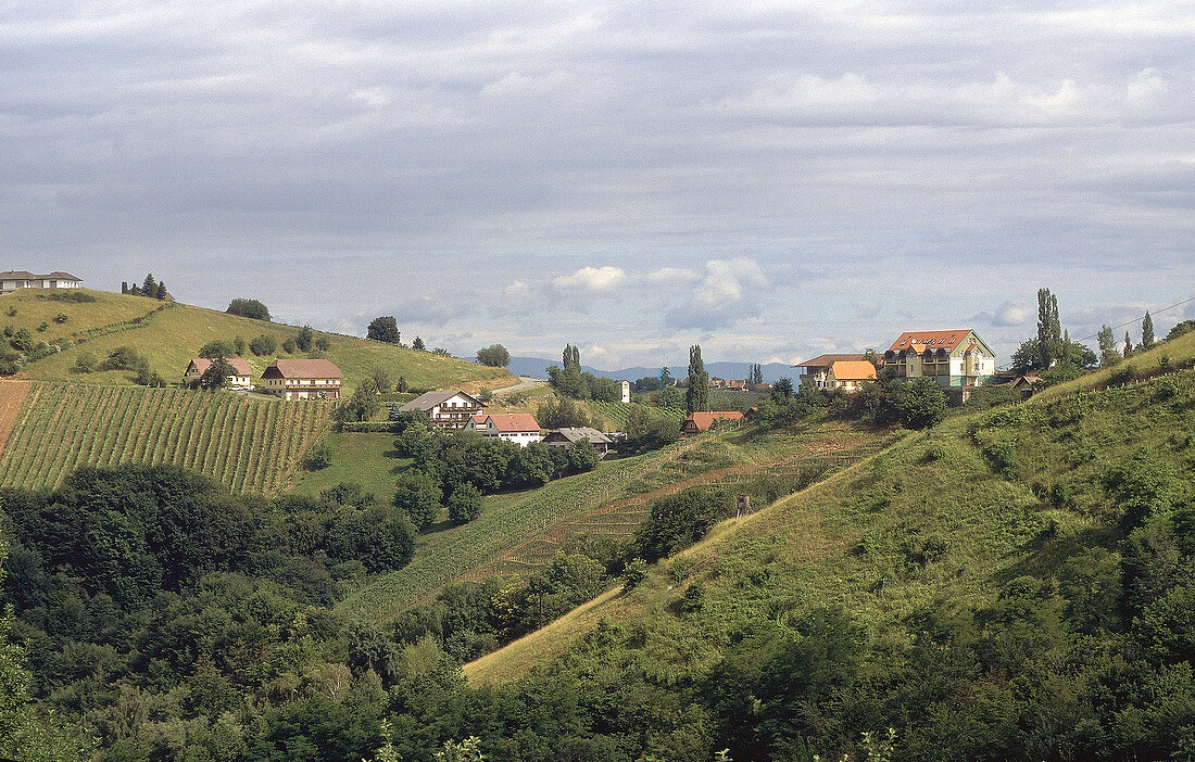 View of vineyards in Styria, Austria