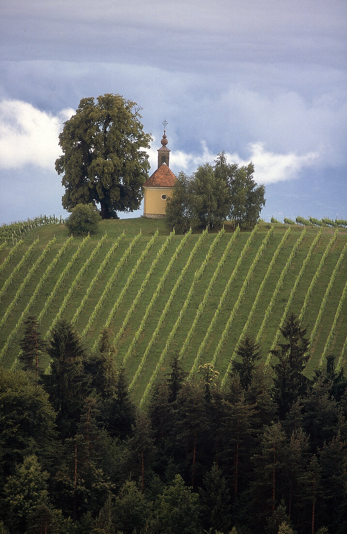 View of vine terraces with chapel in Styria