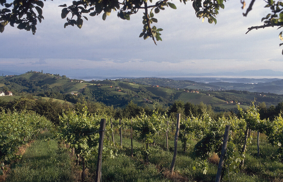 Weinlandschaft in der Steiermark X 